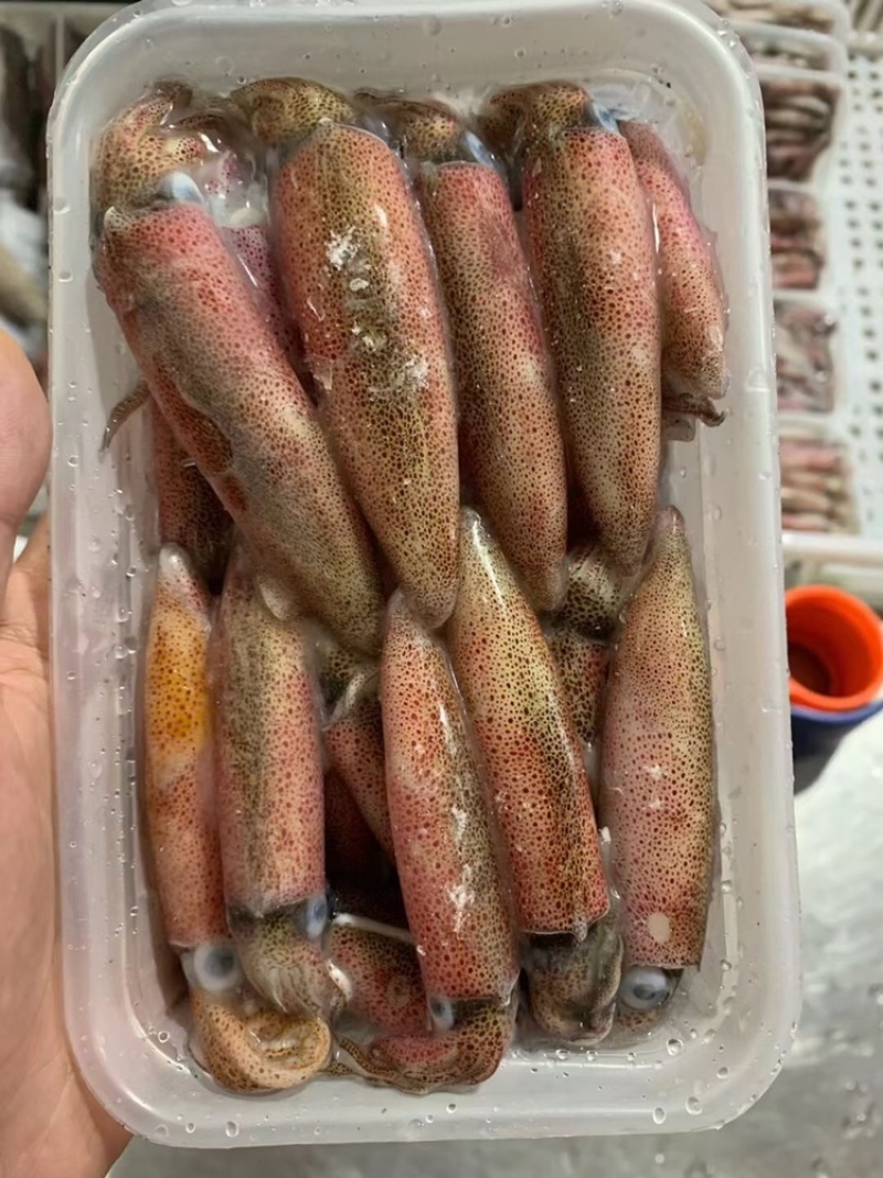 带子母鱿鱼/母鱿鱼/鱿鱼/鱿鱼管，全国发货