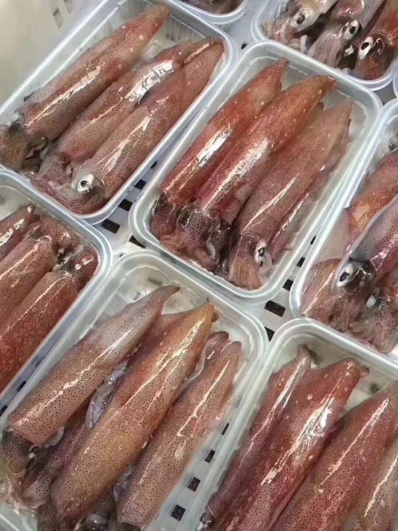 带子母鱿鱼/母鱿鱼/鱿鱼/鱿鱼管，全国发货