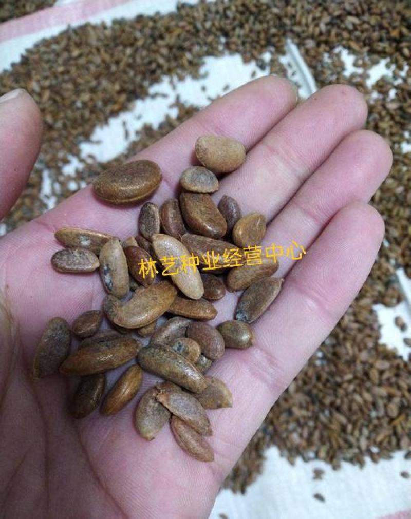 金弹子种子金弹子树苗瓶兰剌柿瓶兰花盆景盆栽乌柿种子