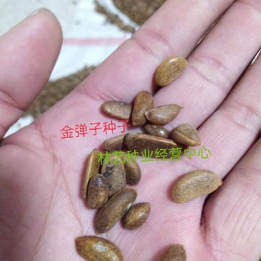 金弹子种子金弹子树苗瓶兰剌柿瓶兰花盆景盆栽乌柿种子