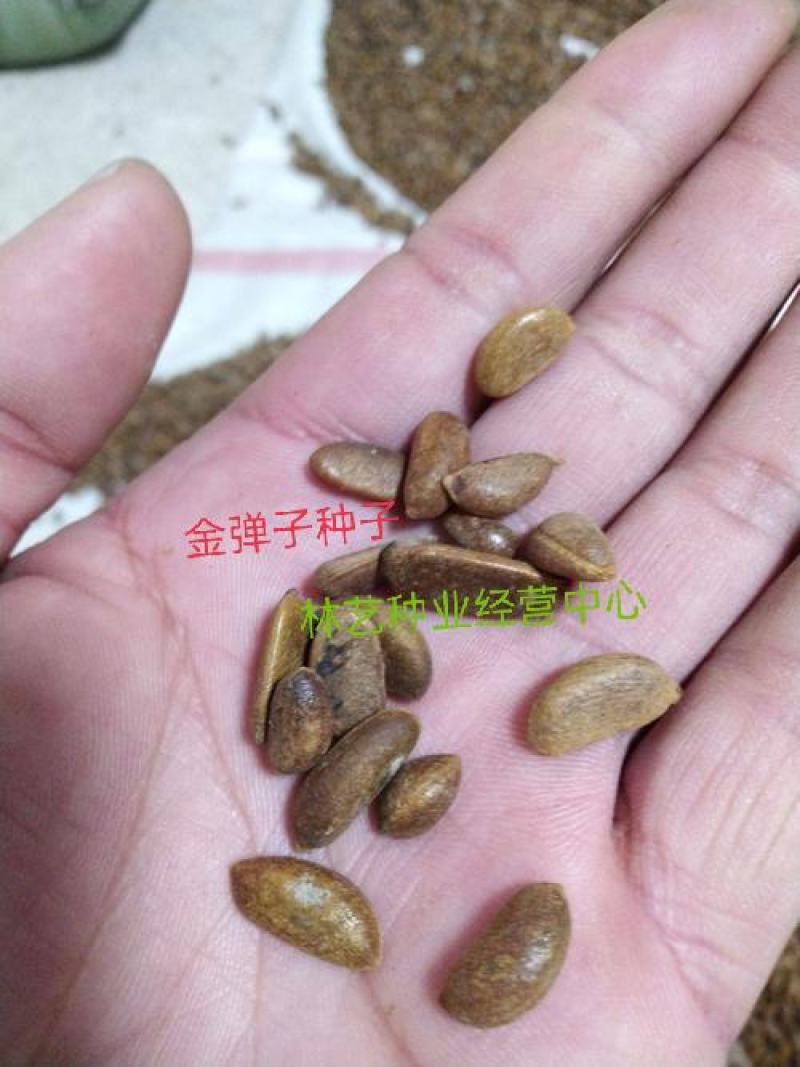 金弹子种子金弹子树苗瓶兰剌柿瓶兰花盆景盆栽乌柿种子