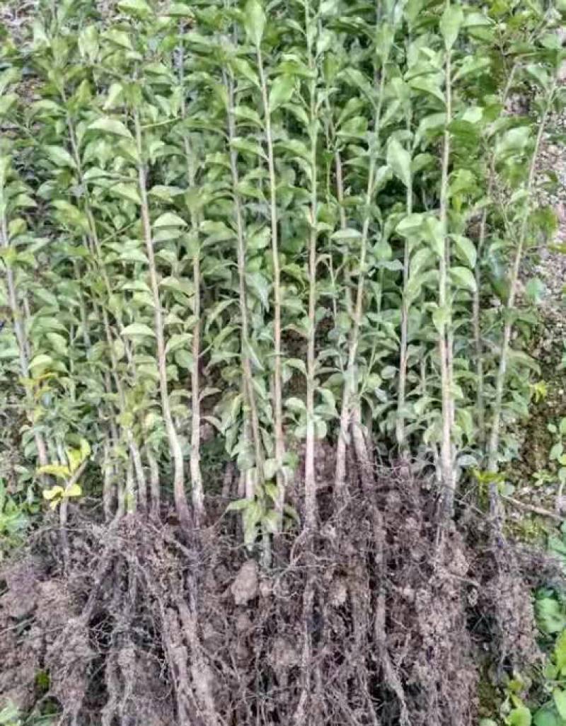 金弹子种子金弹子树苗瓶兰剌柿瓶兰花盆景盆栽乌柿种子