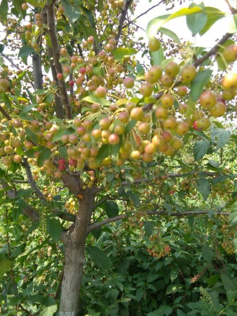 开心果种子开心果树苗开心果盆栽地栽南方北方嫁接果树苗