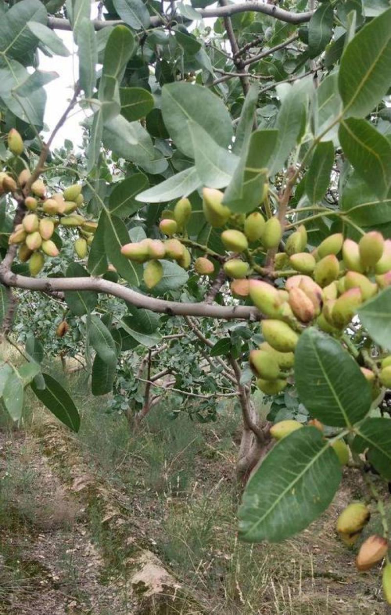 开心果种子开心果树苗开心果盆栽地栽南方北方嫁接果树苗
