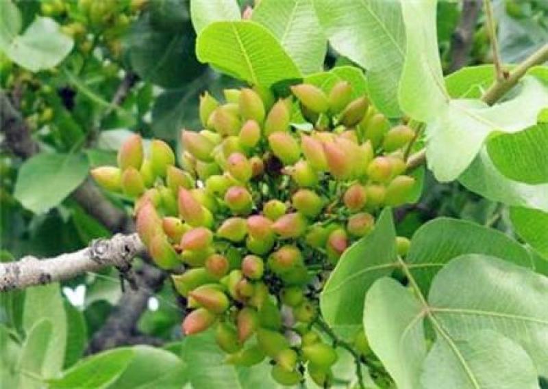 开心果种子开心果树苗开心果盆栽地栽南方北方嫁接果树苗