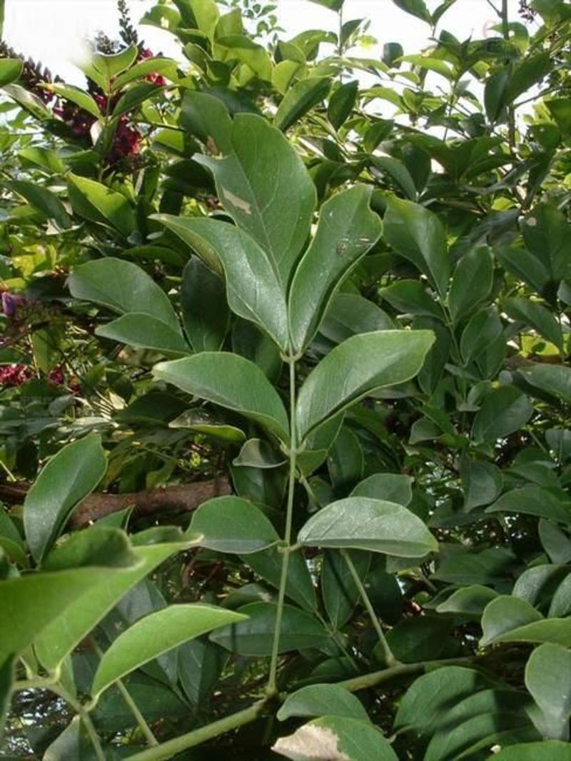 新采药材种子鸡血藤种子攀援花卉种子提供视频看货