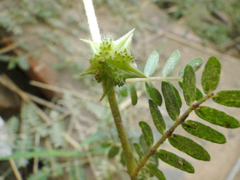 蒺藜种子沙地荒地种植屈人止行休羽升推白蒺藜种子青鲜时饲料