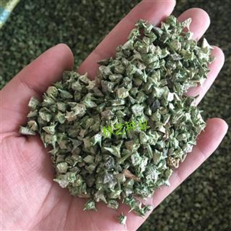 蒺藜种子沙地荒地种植屈人止行休羽升推白蒺藜种子青鲜时饲料