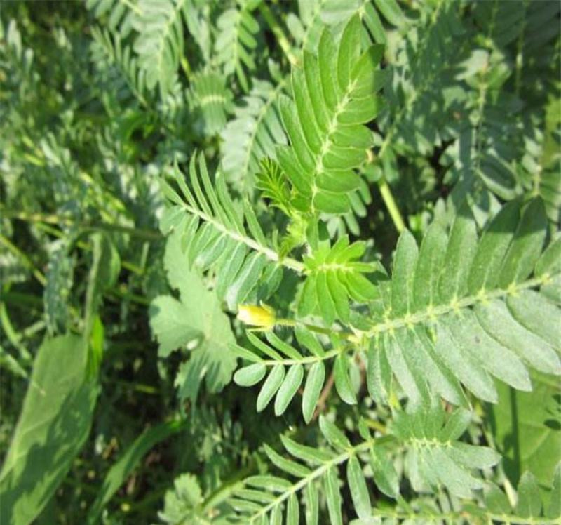蒺藜种子沙地荒地种植屈人止行休羽升推白蒺藜种子青鲜时饲料