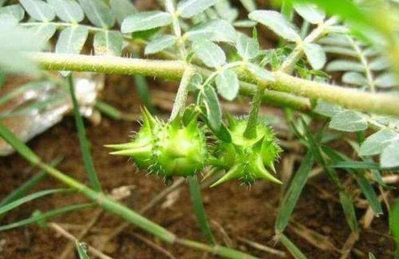 蒺藜种子沙地荒地种植屈人止行休羽升推白蒺藜种子青鲜时饲料