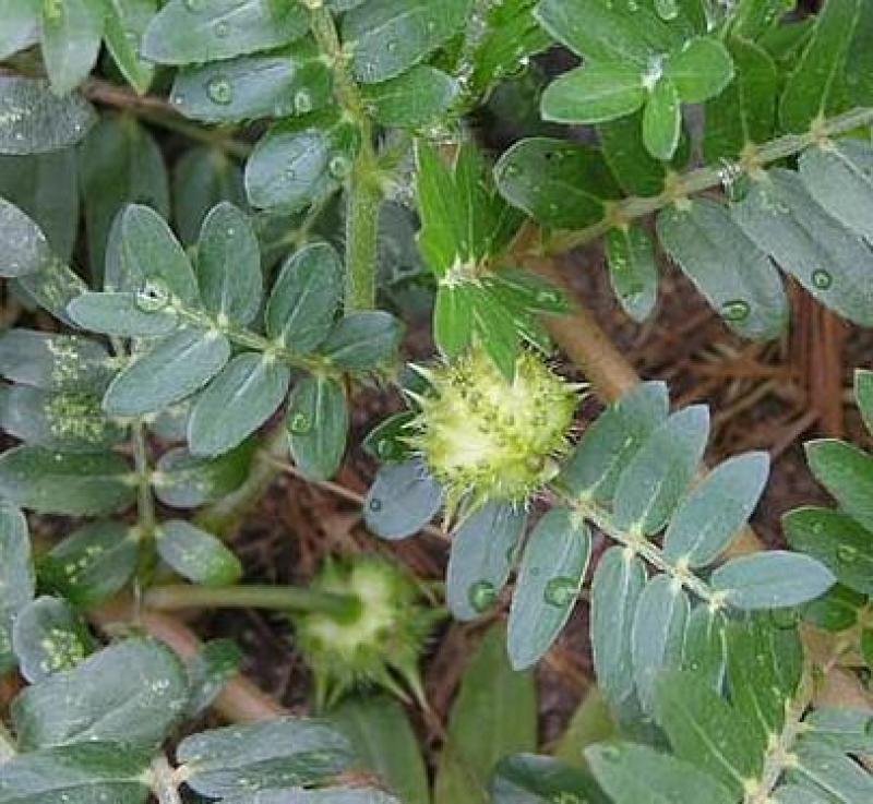 蒺藜种子沙地荒地种植屈人止行休羽升推白蒺藜种子青鲜时饲料