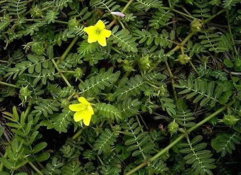 蒺藜种子沙地荒地种植屈人止行休羽升推白蒺藜种子青鲜时饲料