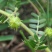 蒺藜种子沙地荒地种植屈人止行休羽升推白蒺藜种子青鲜时饲料
