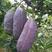 野生八月瓜种子特色紫果八月瓜树庭院爬藤植物食用水果
