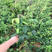 野生八月瓜种子特色紫果八月瓜树庭院爬藤植物食用水果