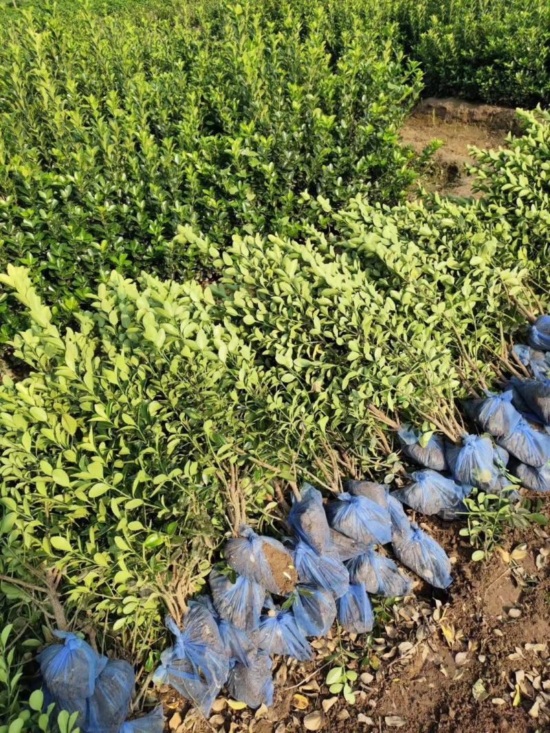 河北卫矛50公分四季常绿规格齐全耐寒耐旱耐修剪易成活