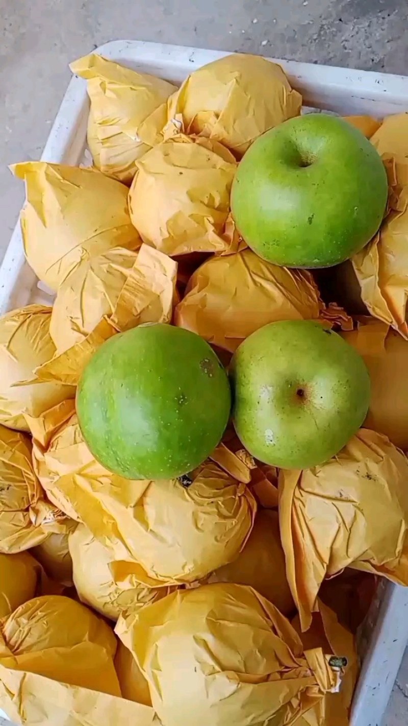 精品皇冠梨大量上市，质量好，价格低，货源充足，口感脆甜