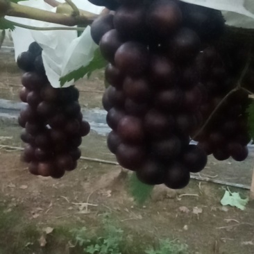 夏黑和乒乓葡萄大批量上市