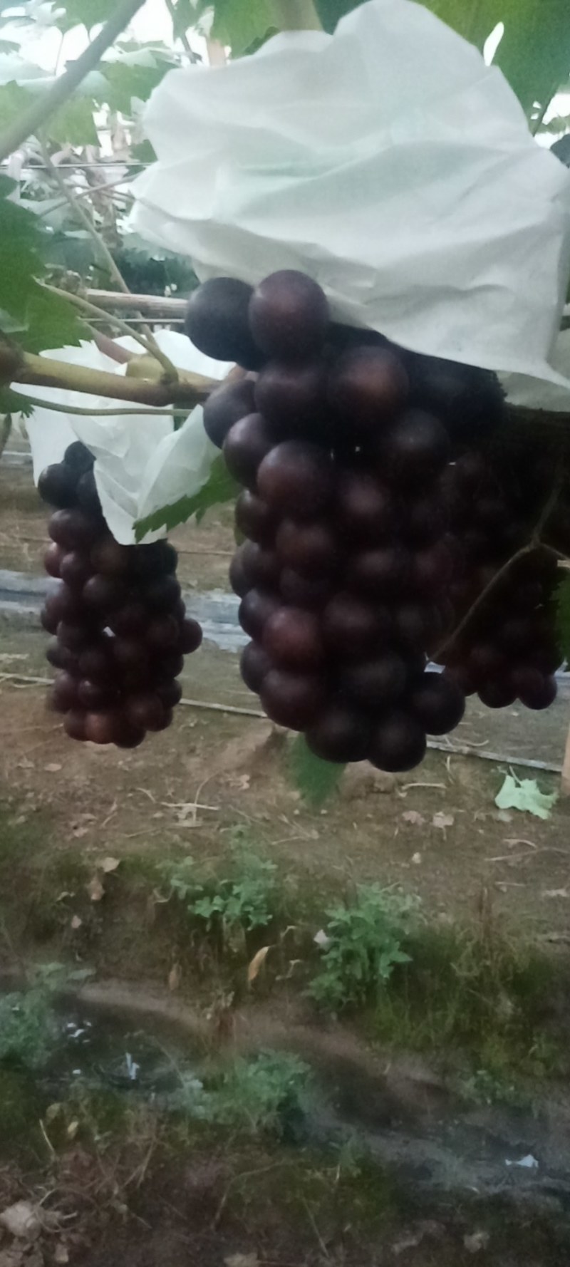 夏黑和乒乓葡萄大批量上市