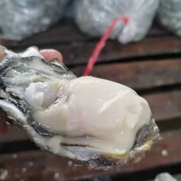 丹东东港生蚝二倍体三倍体通货批发，量大从优