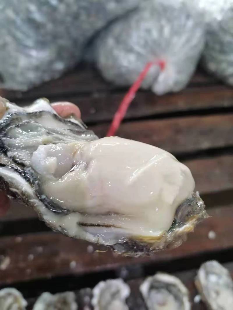 丹东东港生蚝二倍体三倍体通货批发，量大从优