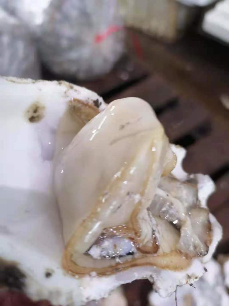 丹东东港生蚝二倍体三倍体通货批发，量大从优