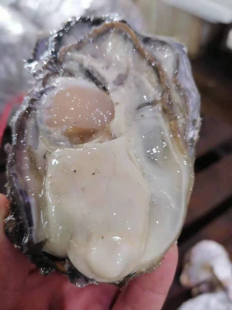 丹东东港生蚝二倍体三倍体通货批发，量大从优