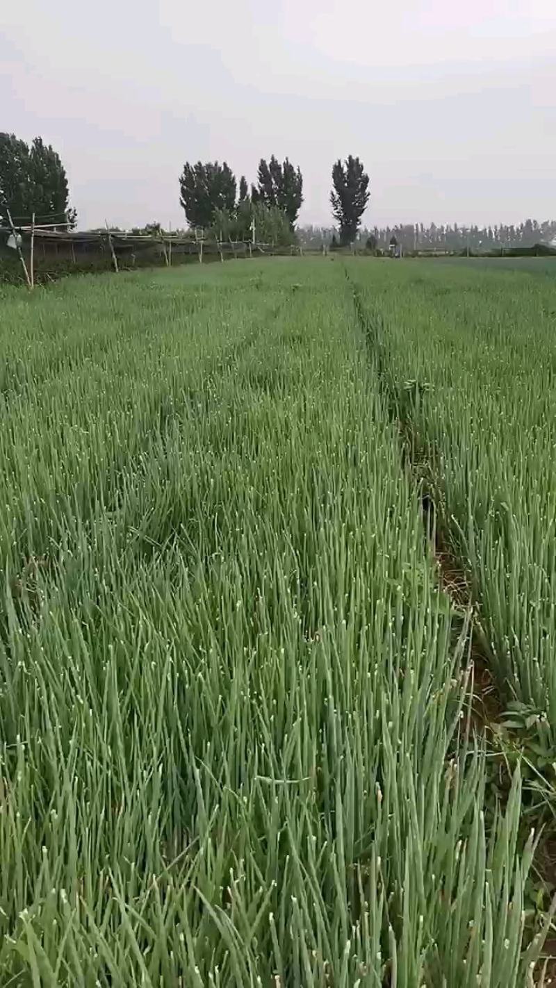 【精选】铁杆钢葱葱苗山东葱苗品种齐全质量保证每根都是批发价