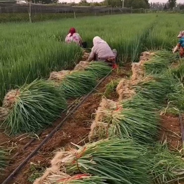 【精选】铁杆钢葱葱苗山东葱苗品种齐全质量保证每根都是批发价