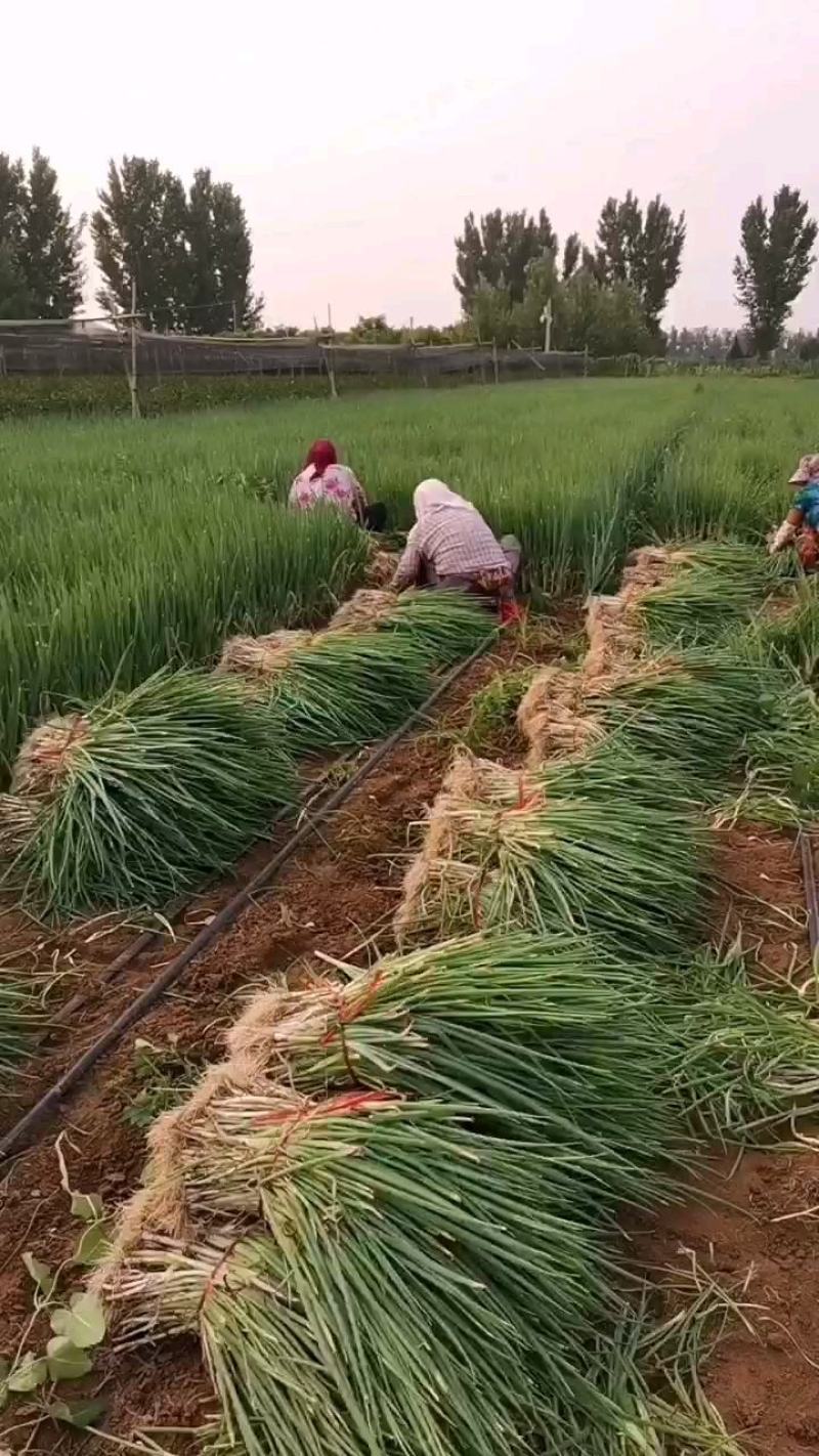 【精选】铁杆钢葱葱苗山东葱苗品种齐全质量保证每根都是批发价