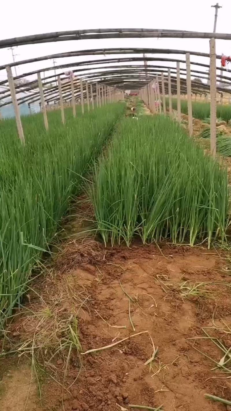 【精选】铁杆钢葱葱苗山东葱苗品种齐全质量保证每根都是批发价