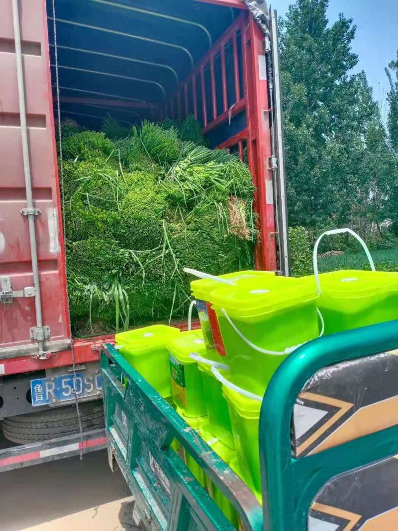 【精选】铁杆钢葱葱苗山东葱苗品种齐全质量保证每根都是批发价