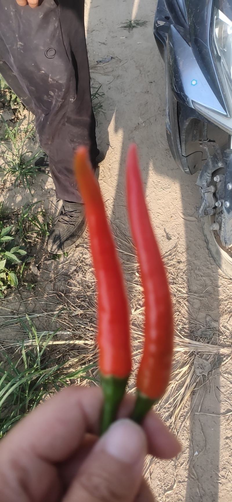 天香艳红辣椒