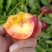 黄肉离核的油桃，有光泽，耐运输，口感不错！