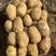 辽宁省凌海市希森土豆大量现货，气毛亮，薯型好！
