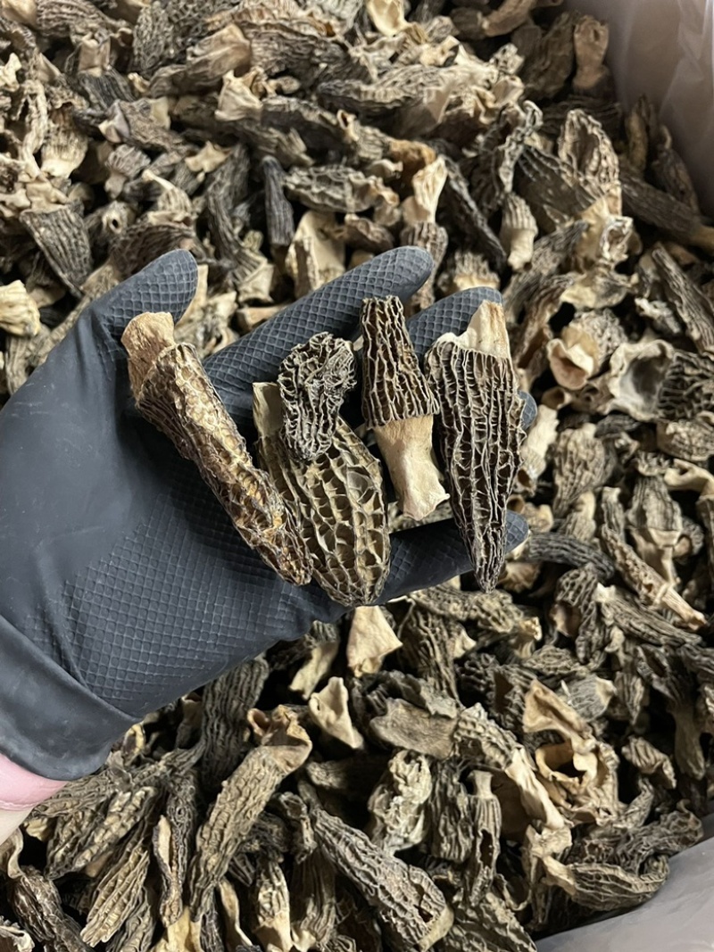今日特价足干超香羊肚菌无焦无霉一斤起售