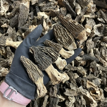 今日特价足干超香羊肚菌无焦无霉一斤起售