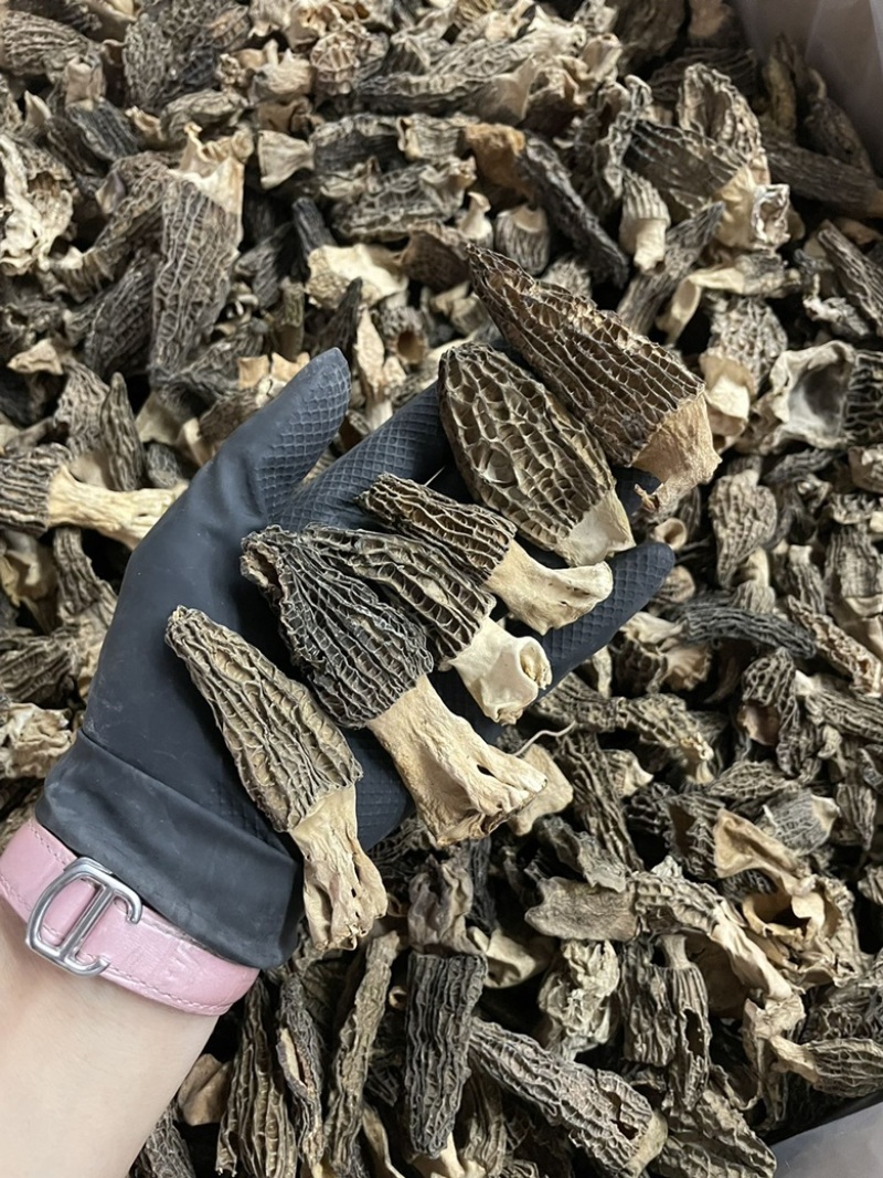 今日特价足干超香羊肚菌无焦无霉一斤起售