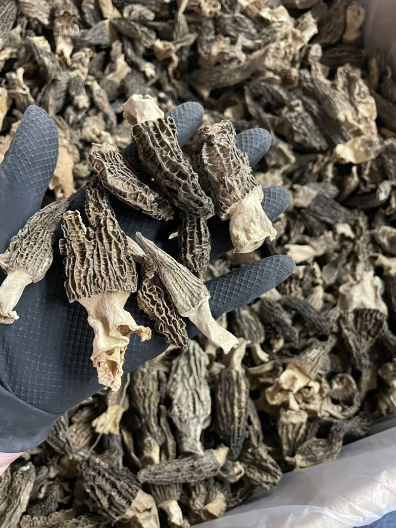 今日特价足干超香羊肚菌无焦无霉一斤起售