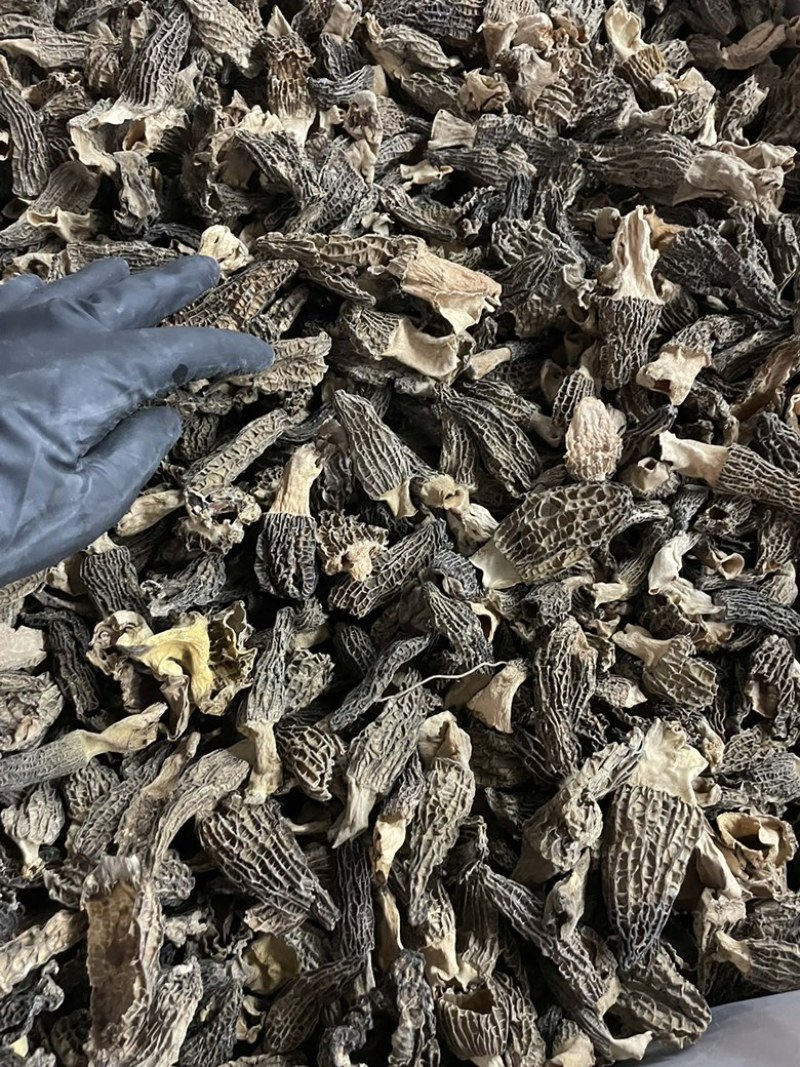 今日特价足干超香羊肚菌无焦无霉一斤起售