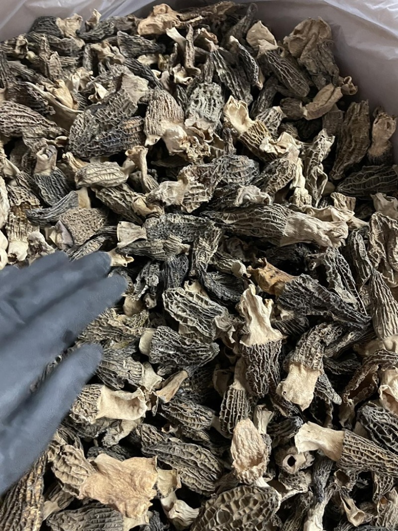 今日特价足干超香羊肚菌无焦无霉一斤起售