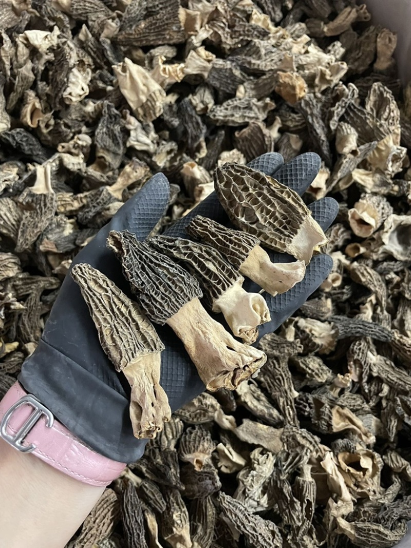 今日特价足干超香羊肚菌无焦无霉一斤起售