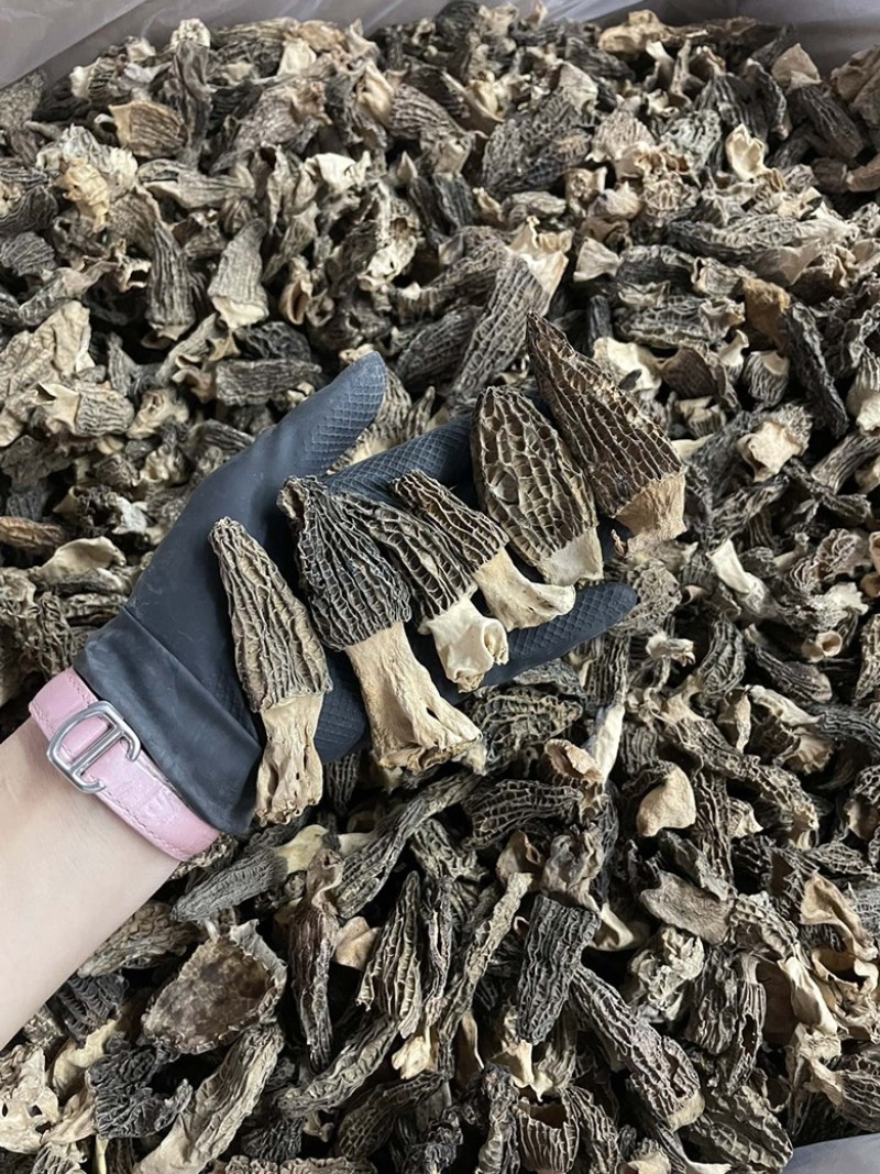 今日特价足干超香羊肚菌无焦无霉一斤起售