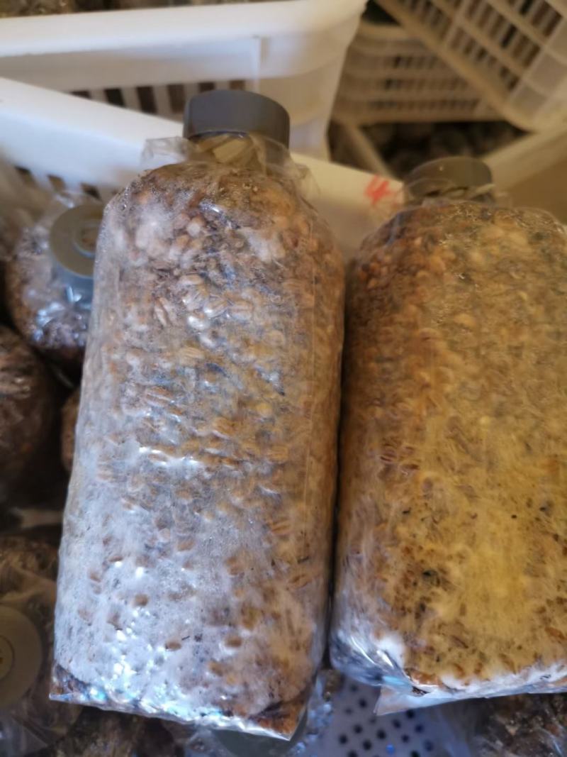 羊肚菌菌种一亩400斤种，免费提供技术支持市场价回收产品