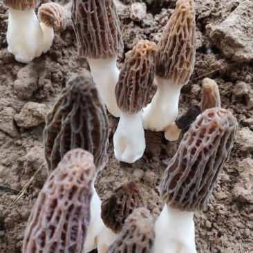 羊肚菌菌种一亩400斤种，免费提供技术支持市场价回收产品