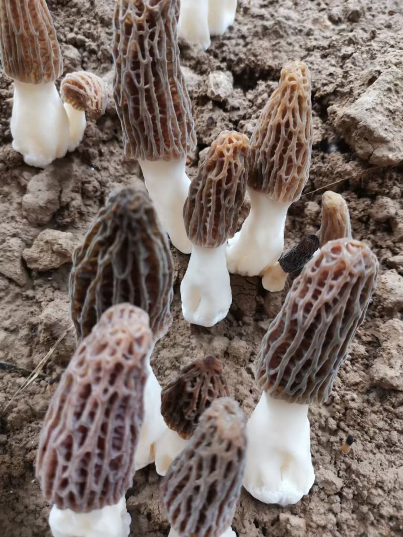 羊肚菌菌种一亩400斤种，免费提供技术支持市场价回收产品