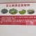 黑豆苗