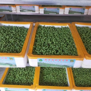 黑豆苗