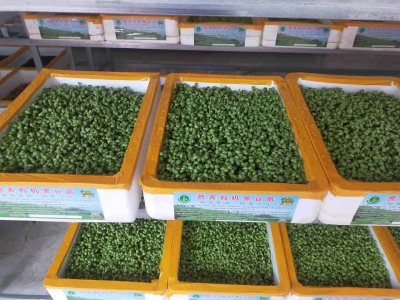 黑豆苗