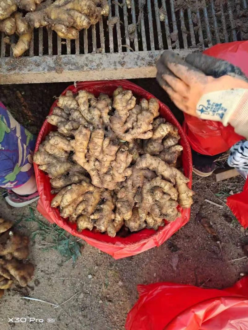 【实力推荐】小黄姜山东小黄姜电商代发货，货源充足